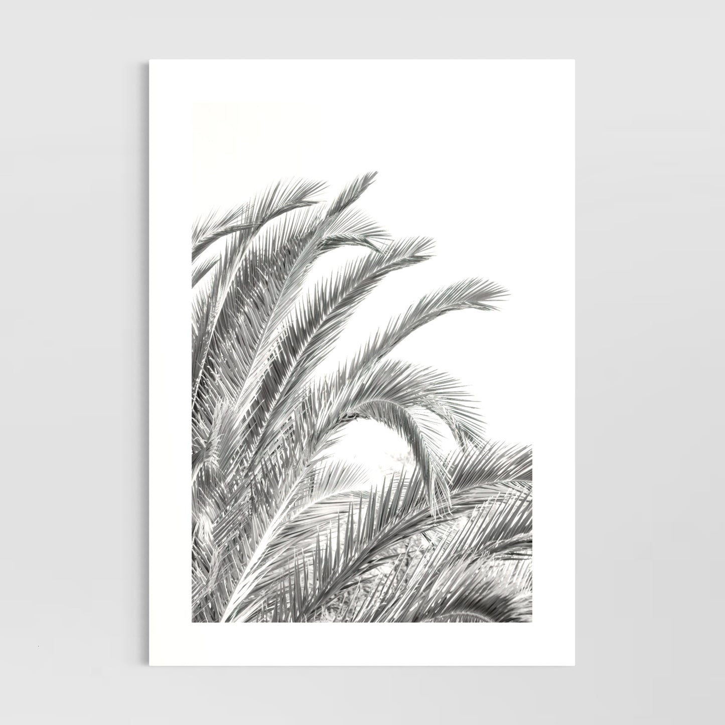 Palm Leaves (Military Road)