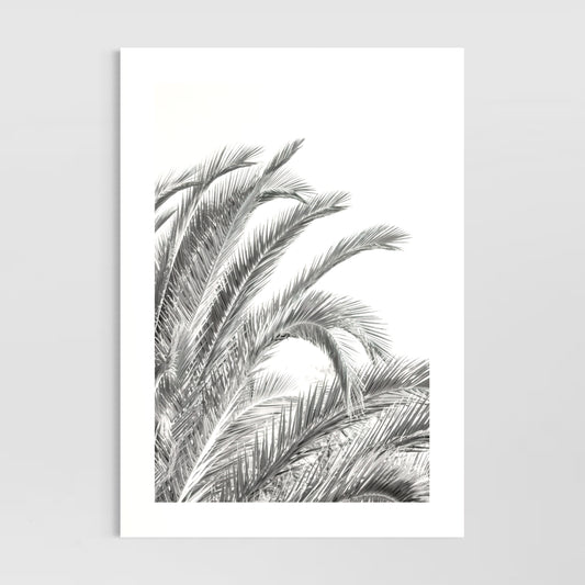 Palm Leaves (Military Road)