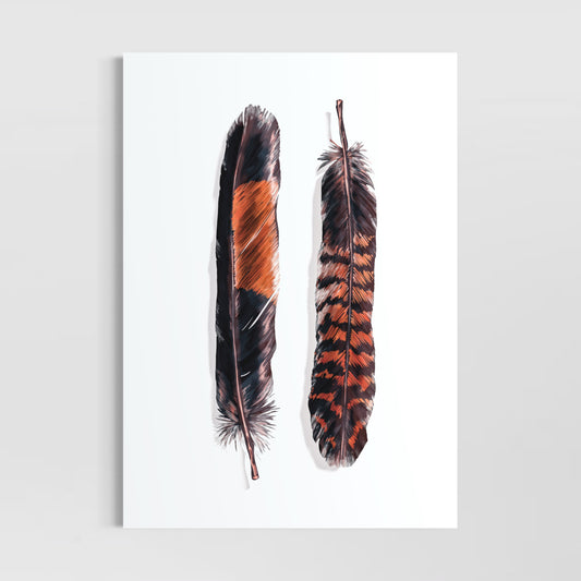 Masculine and Feminine (Red Tailed Black Cockatoo Feathers)