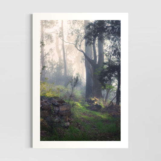 Lost in a Forest