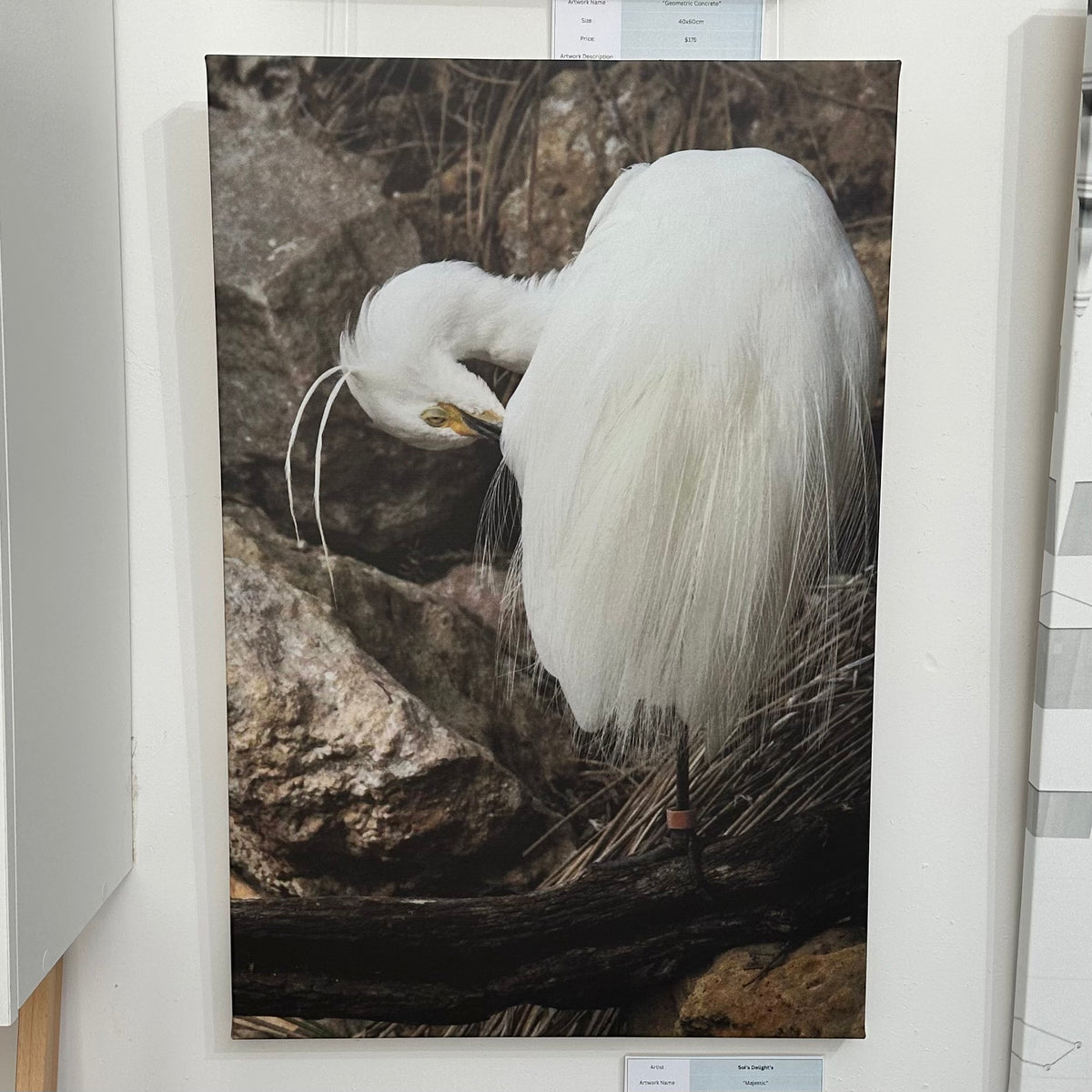 MARIE SOLTYSIAK Majestic
