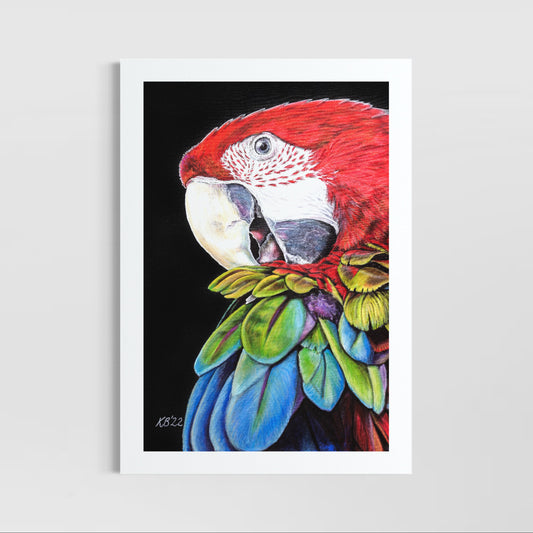 Bruno the Macaw (Up to 50% OFF)